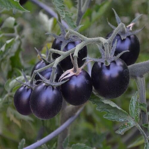 Black Tomato Seeds – Heirloom, Non-GMO, High Germination Organic Garden Seeds Planting