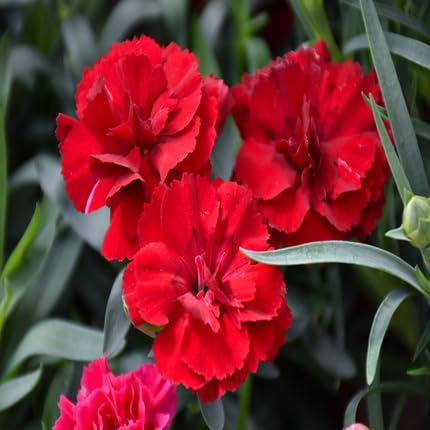 Carnations Flower Seeds Red – Heirloom, Non-GMO, High Germination Organic Garden Seeds for Planting Seeds for Planting