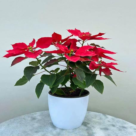 red poinsettia flower seeds