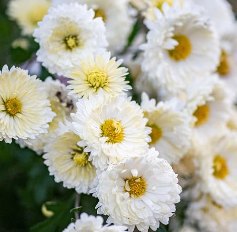 white chrysanthemum flower seeds