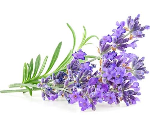 Lavander Flower Seeds – Heirloom, Non-GMO, High Germination Seeds for Planting