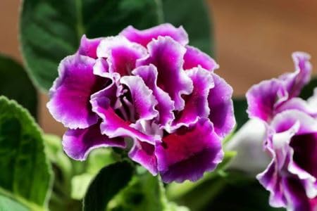 Voilet White Gloxinia Flower Seeds – Heirloom, Non-GMO, High Germination Organic Garden Seeds