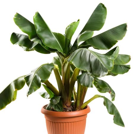 Green Banana Plant Seeds – Heirloom, Non-GMO, High Germination Organic Garden Seeds