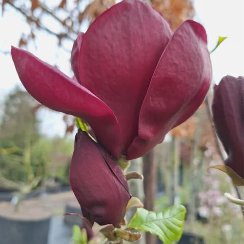 magnolia flower flower seeds