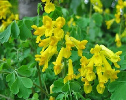 Corydalis Flower Seeds Yellow for Planting – Heirloom Non-GMO High Germination Seeds