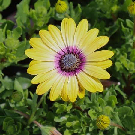 Osteospermum Flower Seeds – Heirloom, Non-GMO, High Germination Organic Garden Seeds for Planting