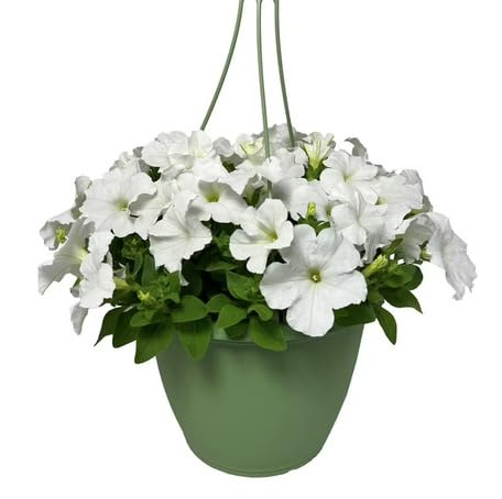 white hanging flower seeds