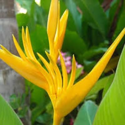 Strelitzia Reginae Flower Seeds – Heirloom, Non-GMO, High Germination Organic Garden Seeds