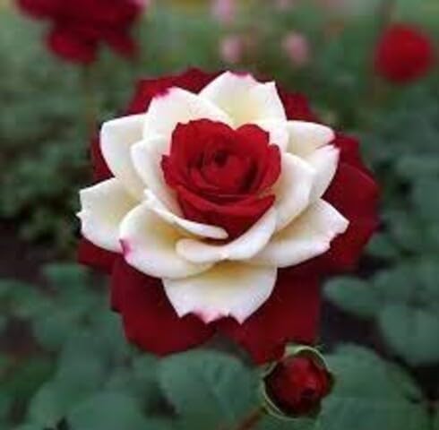 White Red Rose Flower Seeds for Planting – Heirloom Non-GMO High Germination Organic Garden Seeds