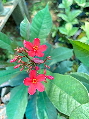 Red Jatropha Flower Seeds – Heirloom Non-GMO High Germination Organic Garden Seeds for Planting