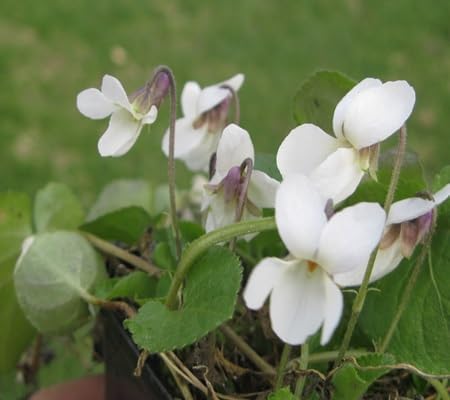 viola riviniana flower seeds