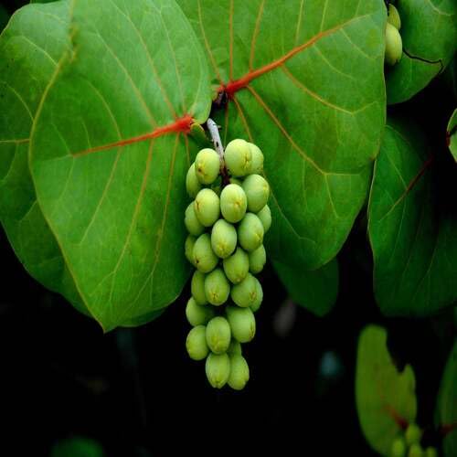 Green Grape Seeds – Heirloom, Non-GMO, High Germination Organic Garden Seeds