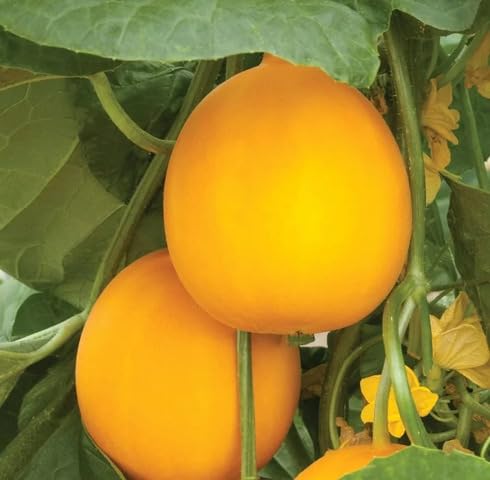 Gelbe Gurkensamen – Alte Sorte, gentechnikfrei, hohe Keimrate, Bio-Gartensamen zum Pflanzen