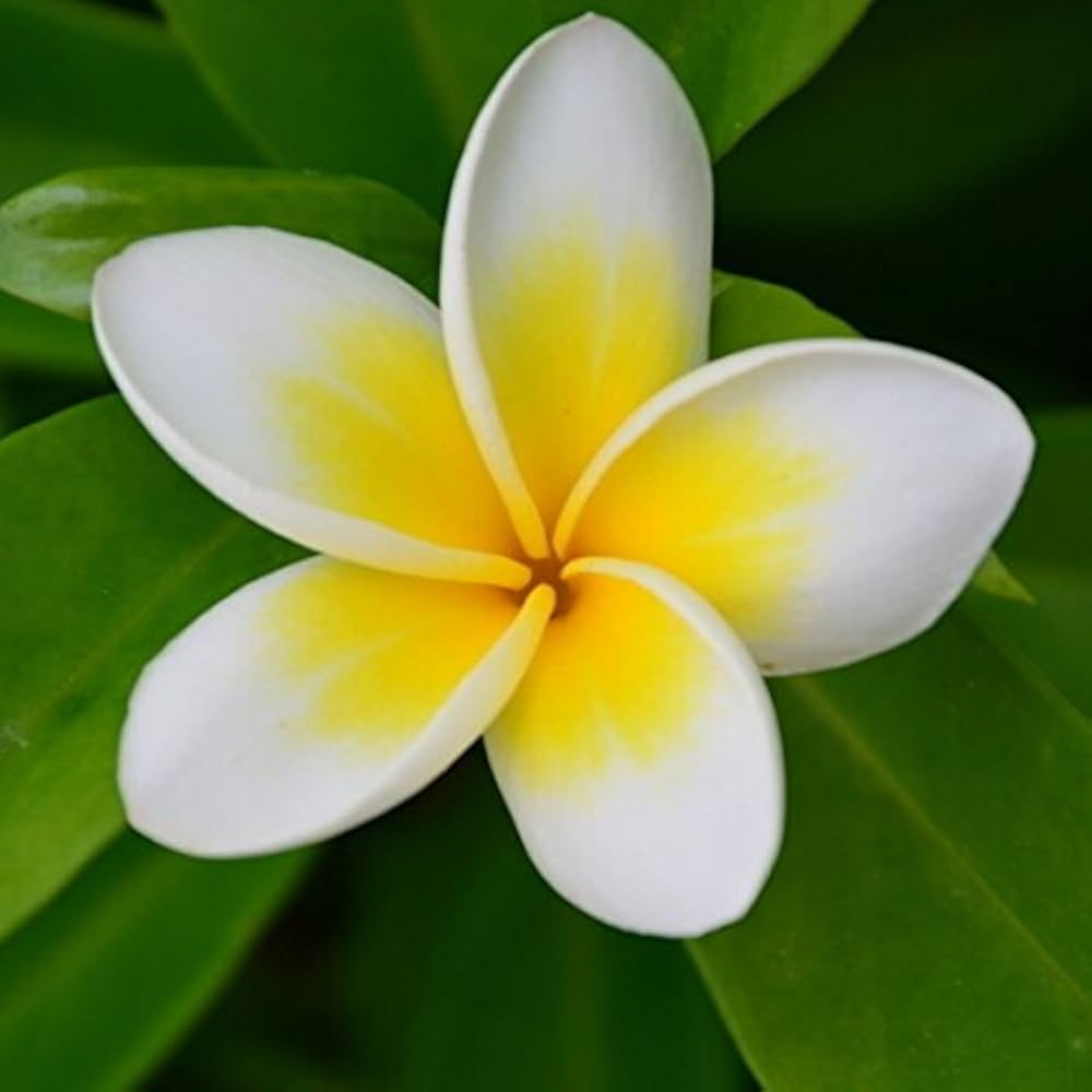 plumeria agave flower seeds