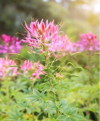 Cleome Flower Seeds – Heirloom, Non-GMO, High Germination Organic Garden Seeds for Planting