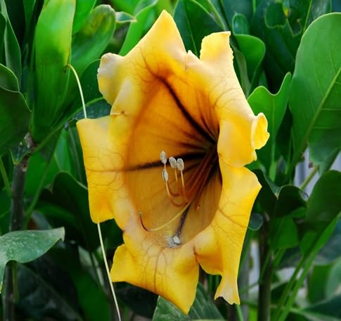Solandra Flower Seeds for Planting – Heirloom, Non-GMO, High Germination Organic Garden Seeds