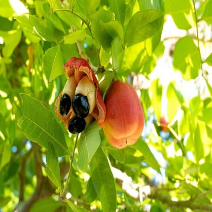 Red Ackee Seeds – Heirloom, Non-GMO, High Germination Organic Garden Seeds