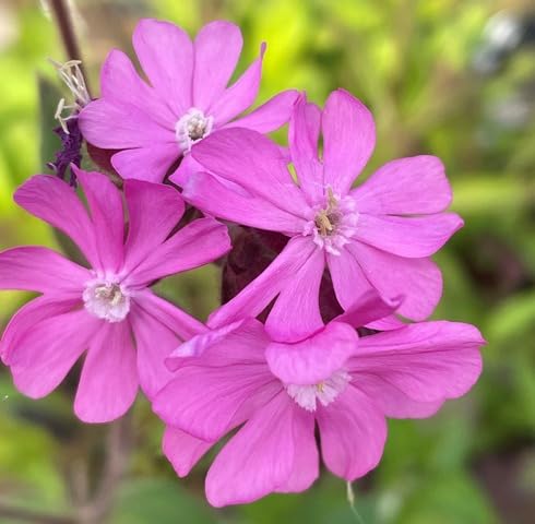 Semillas de Flor Silene Rosada – Cimera, No-OMG, Alta Germinación, Semillas Orgánicas de Jardín para Sembrar