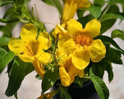 Yellow Myrtle Flower Seeds – Heirloom, Non-GMO, High Germination Organic Seeds