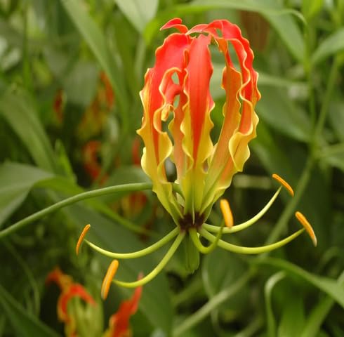 Red Yellow Gloriosa Flower Seeds for Planting – Heirloom Non-GMO High Germination Organic Garden Seeds