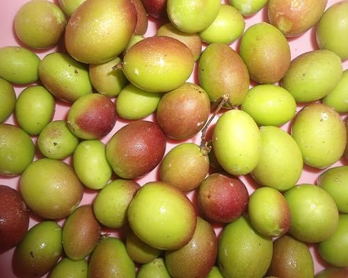 Carissa Seeds – Heirloom, Non-GMO, High Germination Organic Garden Seeds
