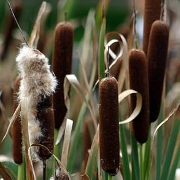 cattailheirloomnongmo flower seeds