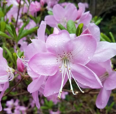 Pink Rhododendron Schlippenbachii Flower Seeds for Planting – Heirloom Non-GMO High Germination Organic Garden Seeds