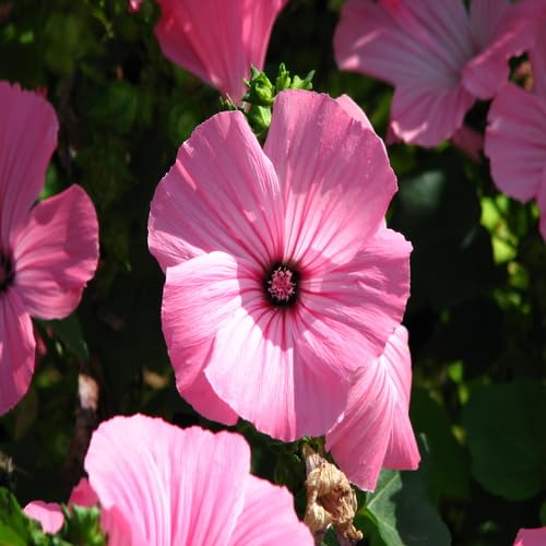 Rosa Lavatera-Blumensamen – Alte Sorte, gentechnikfrei, hohe Keimfähigkeit, Bio-Gartensamen zum Pflanzen