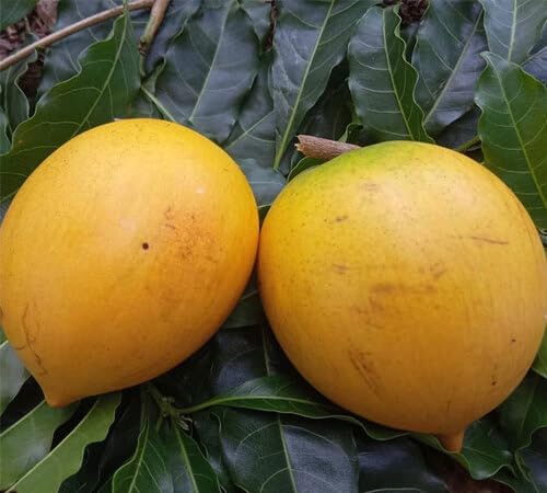 Yellow Abiu Seeds for Planting Heirloom Non-GMO High Germination Organic Garden Seeds