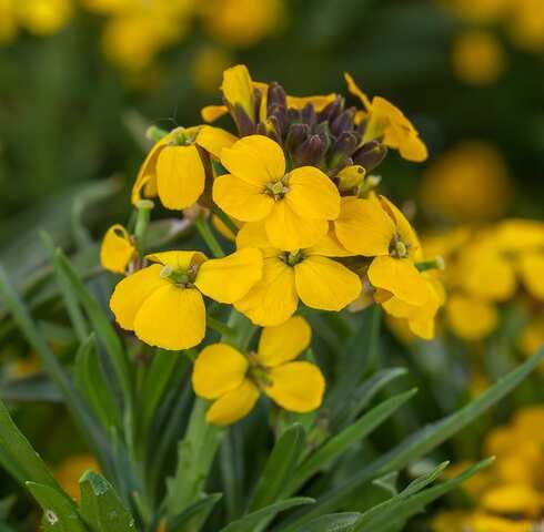 Yellow Erysimum Flower Seeds – Heirloom, Non-GMO, High Germination Organic Garden Seeds for Planting