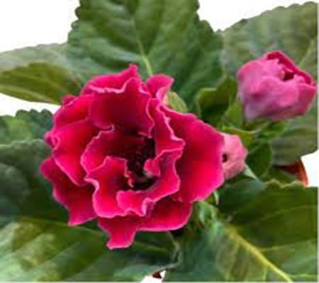 Gloxinia Flower Seeds – Heirloom, Non-GMO, High Germination Organic Garden Seeds for Planting