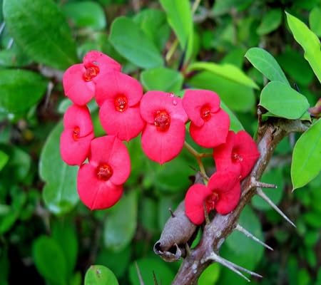 Thorns Flower Seeds Heirloom Non-GMO High Germination Organic Garden Seeds for Planting