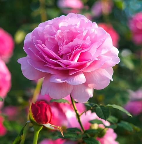 Pink Rose Flower Seeds for Planting – Heirloom Non-GMO High Germination Organic Garden Seeds