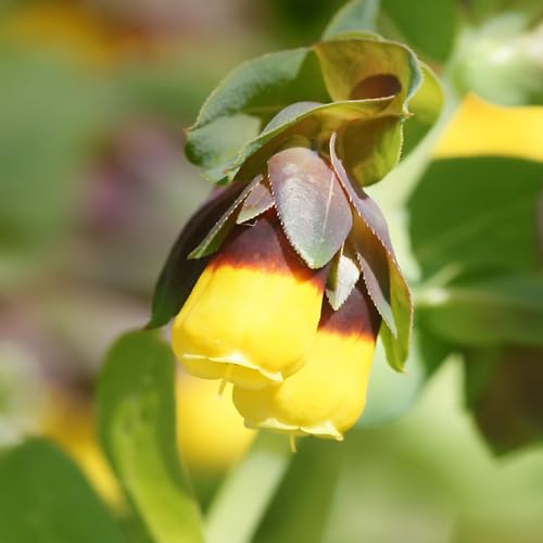 Yellow Cerinthe Flower Seeds – Heirloom, Non-GMO, High Germination Organic Garden Seeds