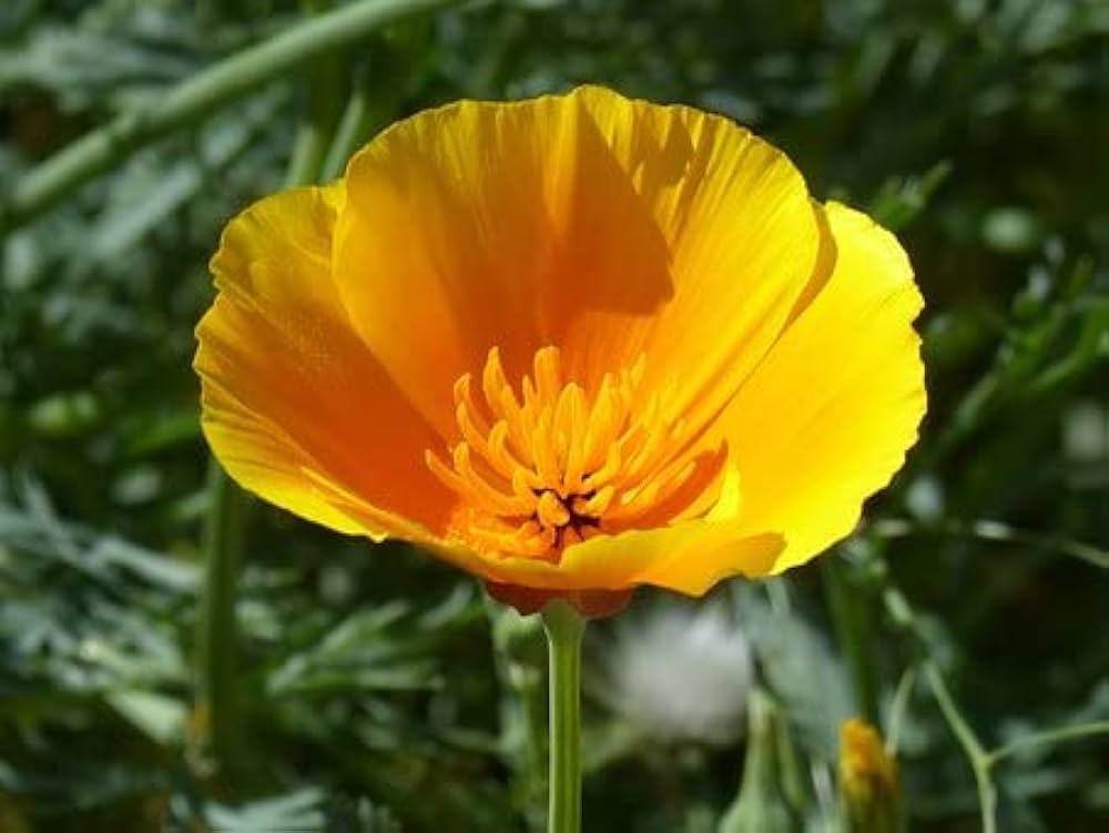eschscholtzia mixed flower seeds