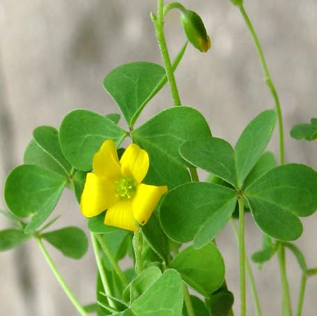 Yellow Oxalis Articulata Flower Seeds Heirloom Non-GMO High Germination Organic Seeds