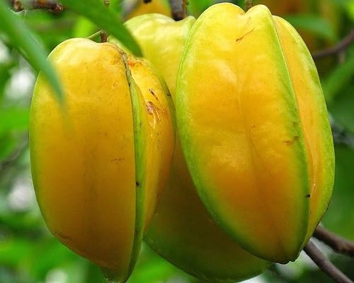 Yellow Star Seeds – Heirloom, Non-GMO, High Germination Organic Garden Seeds