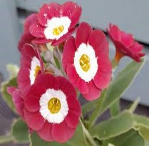 Red Primula Auricula Flower Seeds Heirloom Non-GMO High Germination Organic Garden Seeds for Planting