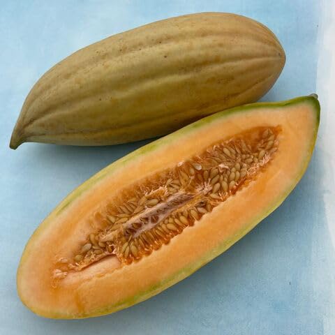 Banana Melon Fruit Seeds – Heirloom, Non-GMO, High Germination Organic Garden Seeds
