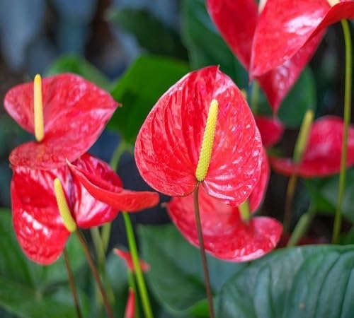 Anthurium Blumensamen Rot zum Pflanzen, alte Sorte, gentechnikfrei, hohe Keimrate, Bio-Gartensamen