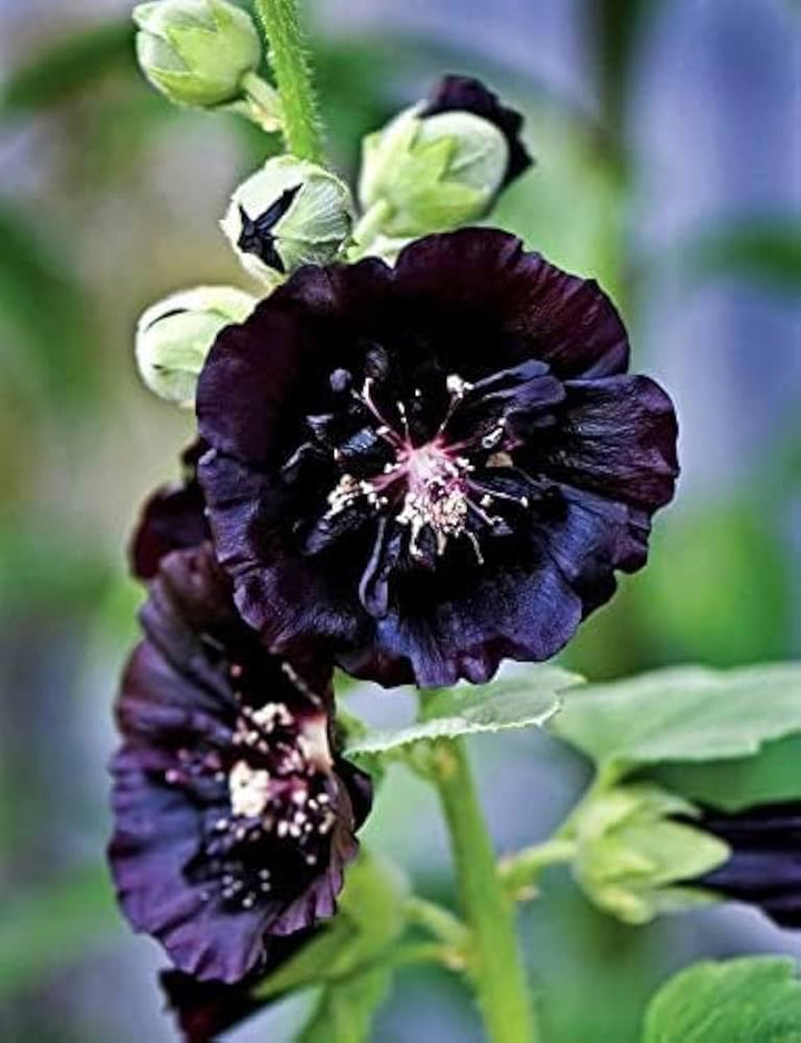 Astrantia Flower Seeds Black for Planting – Heirloom Non-GMO High Germination Organic Seeds