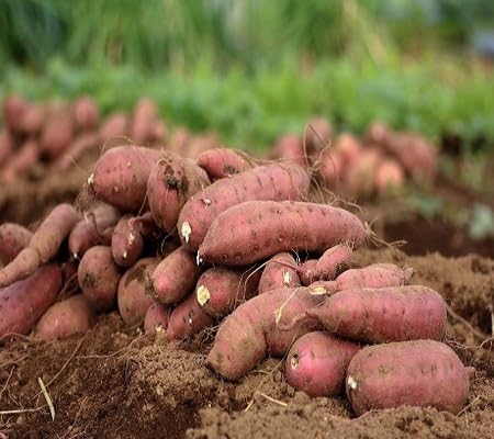 Sweet Potato Purple Seeds – Heirloom, Non-GMO, High Germination Organic Garden Seeds Planting