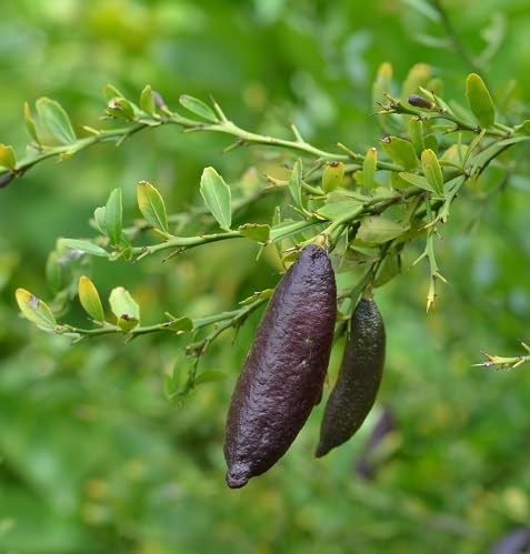 Black Finger Lime Seeds – Heirloom, Non-GMO, High Germination Organic Garden Seeds