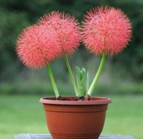 Red Scadoxus Flower Seeds Heirloom Non-GMO High Germination Organic Garden Seeds for Planting