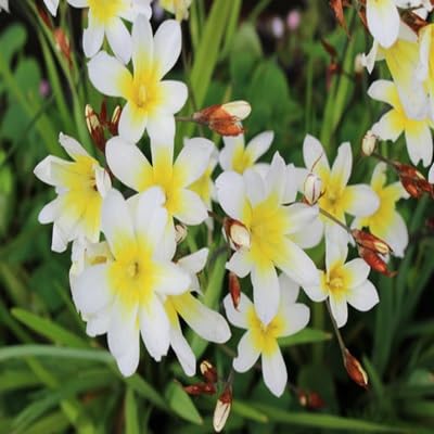 Sparaxis Flower Seeds – Heirloom, Non-GMO, High Germination Organic Garden Seeds