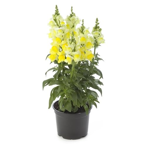 Yellow Antirrhinum Flower Seeds for Planting – Heirloom, Non-GMO, High Germination Organic Garden Seeds