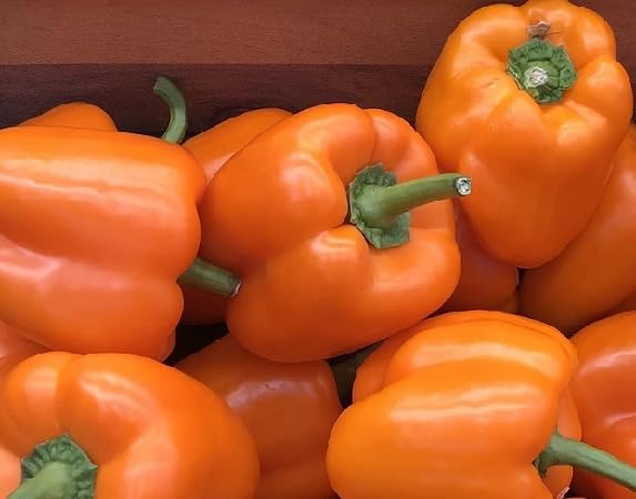 Orangene Gemüsepaprika-Samen – Alte Sorte, gentechnikfrei, hohe Keimrate, Bio-Gartensamen zum Anpflanzen