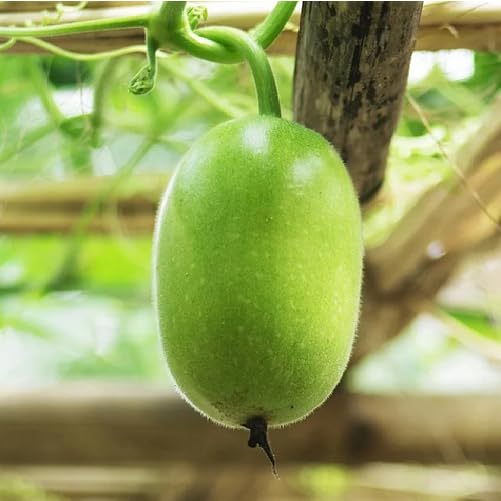 Green Ash Gourd Seeds – Heirloom, Non-GMO, High Germination Organic Garden Seeds Planting