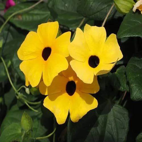 Yellow Thunbergia Flower Seeds Heirloom Non-GMO High Germination Organic Garden Seeds for Planting