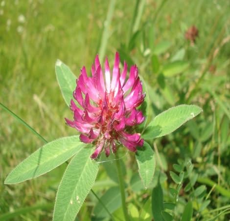 Trifolium Flower Seeds – Heirloom, Non-GMO, High Germination Organic Seeds